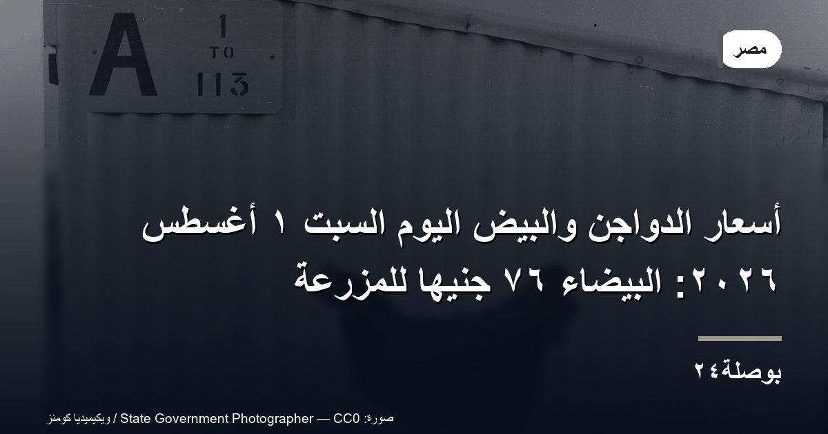 أسعار الدواجن والبيض اليوم السبت ١ أغسطس ٢٠٢٦: البيضاء ٧٦ جنيهًا للمزرعة